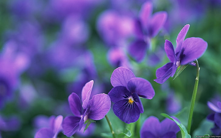 Windows 8 Themes Flowers, softness, flower head, selective focus, freshness