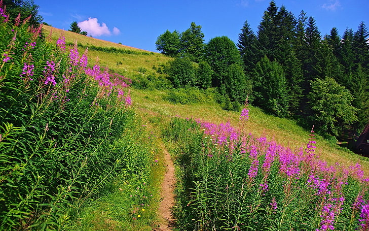 Beautiful Full Screen, purple, outdoors, field, flower Free HD Wallpaper