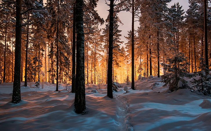 Beautiful Winter Morning Scenes, forest, tranquil scene, cold temperature, sky Free HD Wallpaper