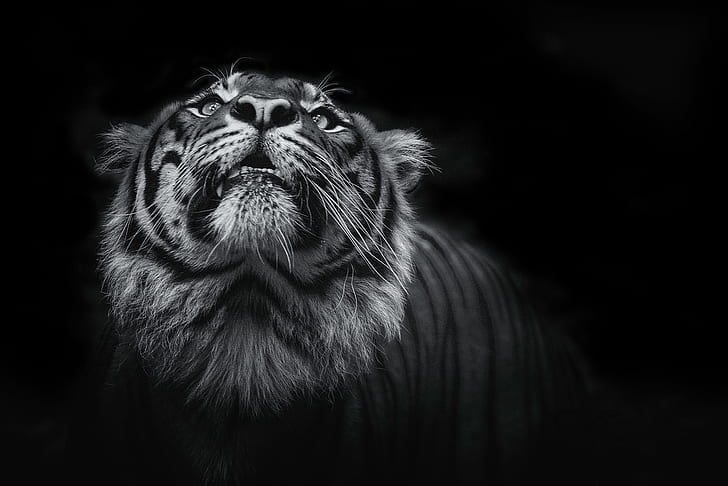 Black and White Tiger, tiger, black, dark Free HD Wallpaper