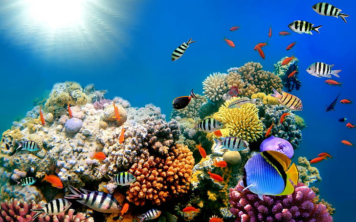 Coral Reef Organisms, fishes, resolution, sea, ocean Free HD Wallpaper