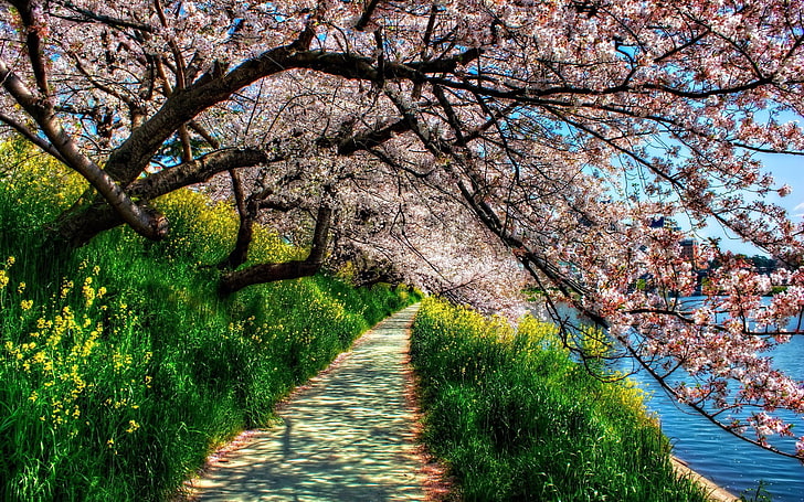 Early Spring, cherry tree, fragility, tranquil scene, diminishing perspective Free HD Wallpaper