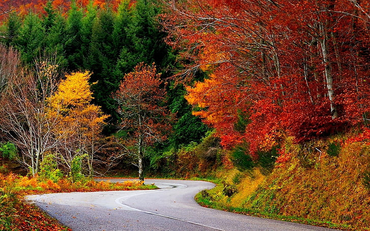 Fall Foliage Trees, computer desktop  full screen nature pics 1920x1200 Free HD Wallpaper