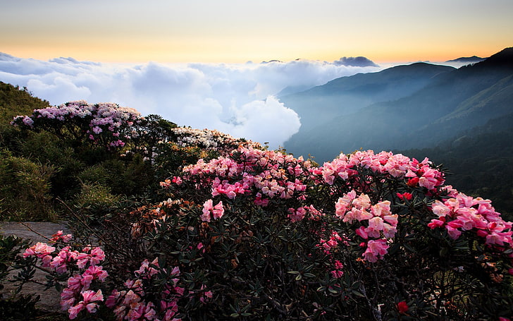 Full Screen Water, scenics  nature, freshness, tranquility, pink color