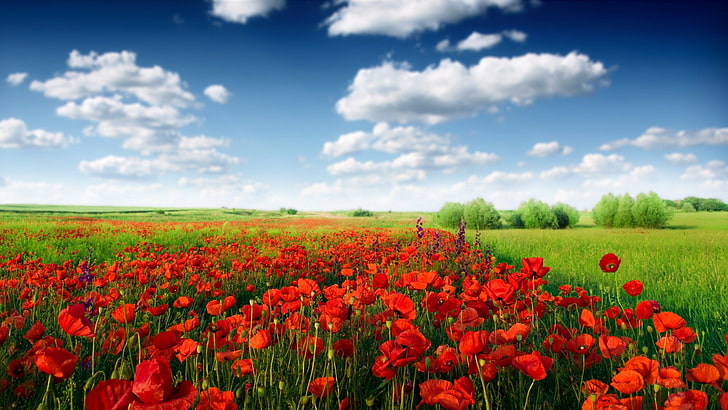 High Resolution Landscape, vibrant color, field, flowerbed, red