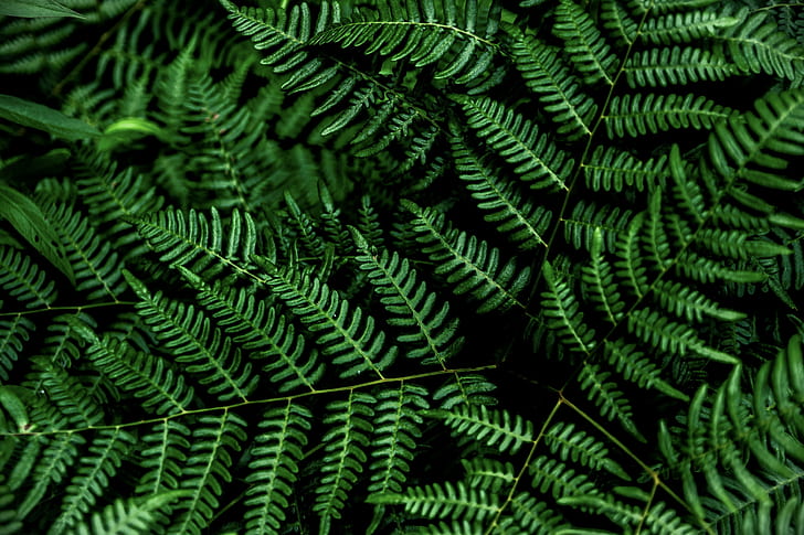 OLED Pc3840 2160, plants, oled, 4K, green Free HD Wallpaper