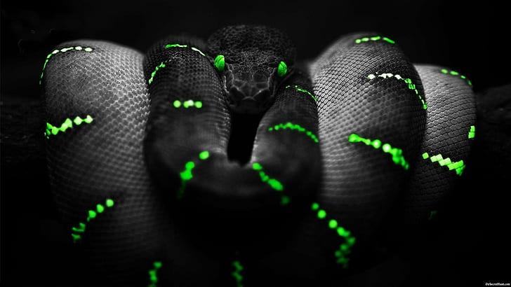 PC Gamer, gaming, computer, snake, razer Free HD Wallpaper