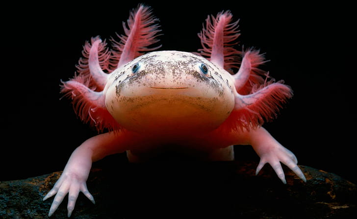 Animal Cute Endangered Species, mexican salamander, the axolotl, axolotl Free HD Wallpaper