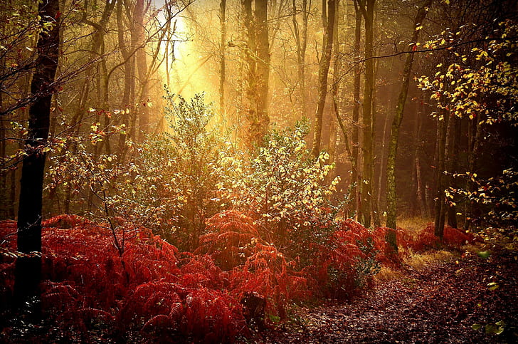 Autumn Forest Sunrise, autumn, blaze, 3d, beautiful,