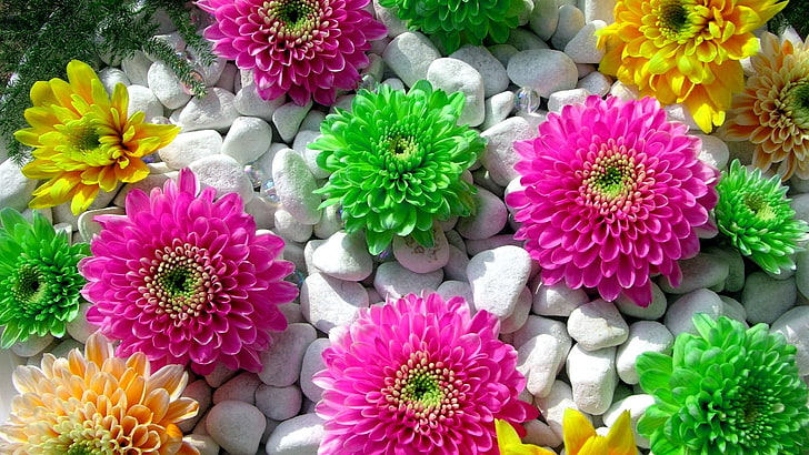 Beautiful Flower Pics, freshness, closeup, flower head, petal Free HD Wallpaper