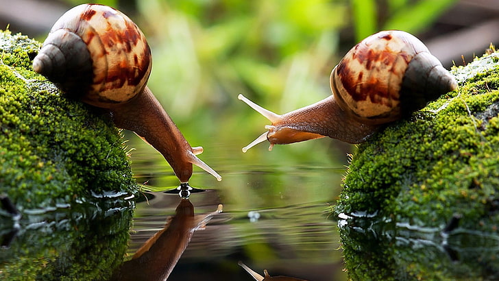 Beautiful Nature Photography Macro, nature, closeup, shell, grass