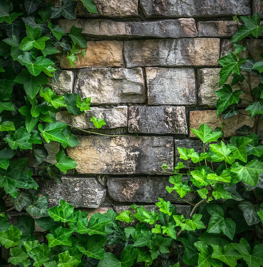 Brick Wall with Flowers, leaf, state of the union, outdoors, building exterior