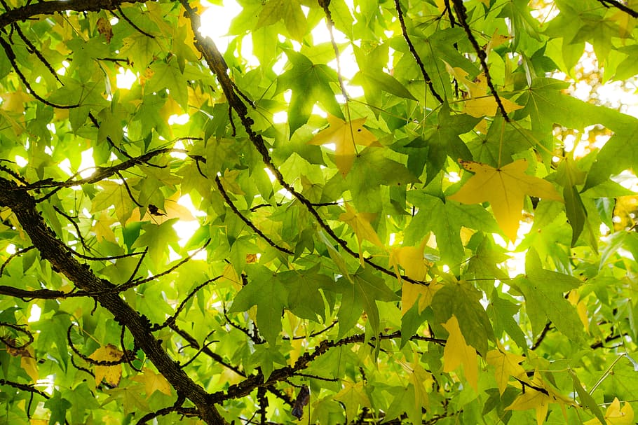 California Maple Tree, bright, sunburst, leaves, beauty in nature