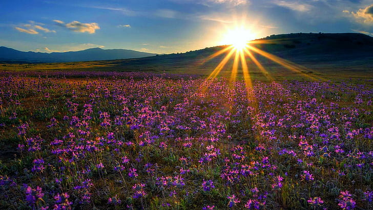 California Wildflowers Carrizo Plain, california, 3d and abstract, sunburst, carrizo Free HD Wallpaper