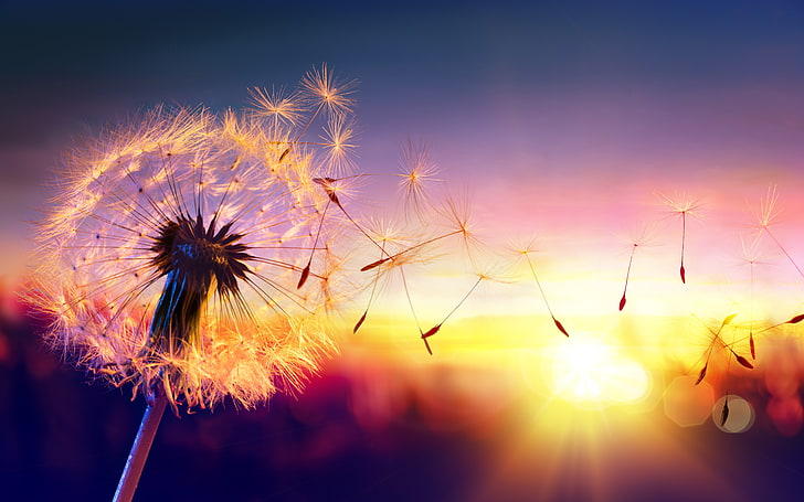 Dandelion Sunset Tuscany Italy, the dawn the sun, sky, vulnerability, bright Free HD Wallpaper