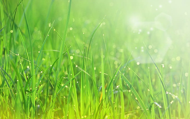 Dnd Grass, sparkling, green, grass, beautiful
