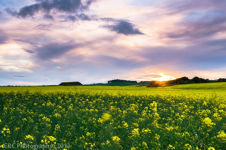 Field of Yellow Flowers, farm, rapeseed, blue, oilseed Free HD Wallpaper