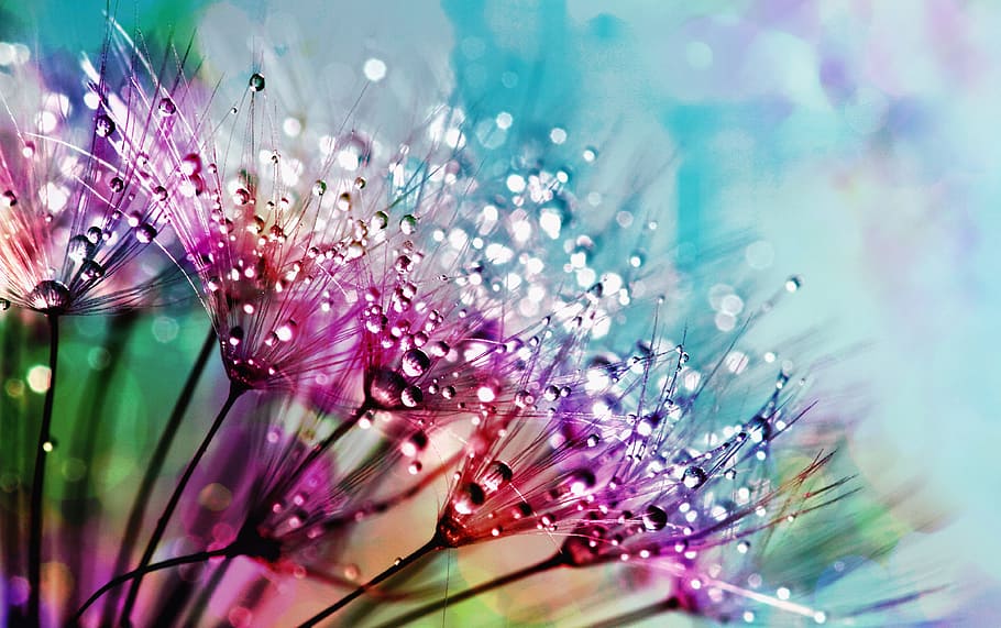 Flower Macro Abstract Photography, rain drops, abstract, plant, bloom Free HD Wallpaper