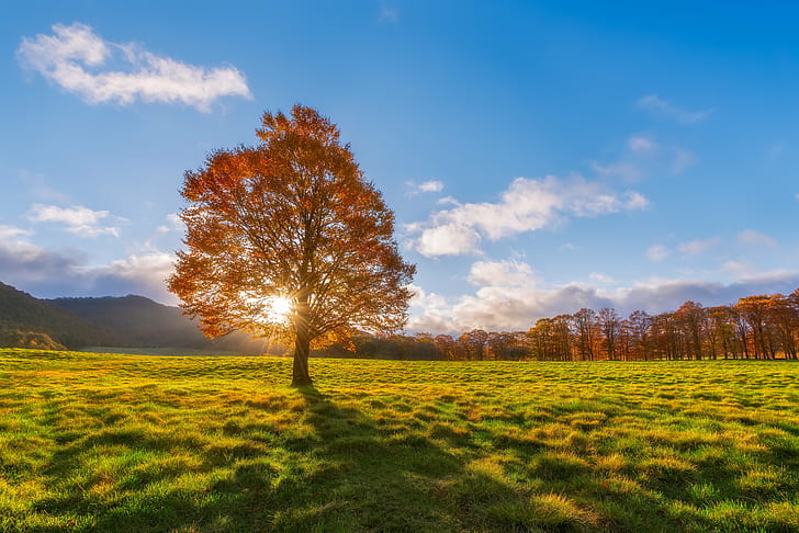 forest, sun rays, outdoors, meadow Free HD Wallpaper