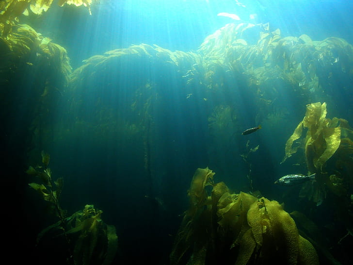 Kelp Forest Animals, kelp, ocean, nature, fish Free HD Wallpaper