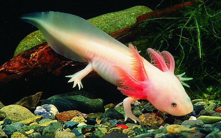 Mexican Walking Fish, water, closeup, sea life, vertebrate