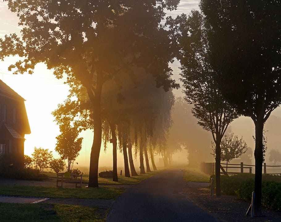 morning light, birch, rural, autumn Free HD Wallpaper