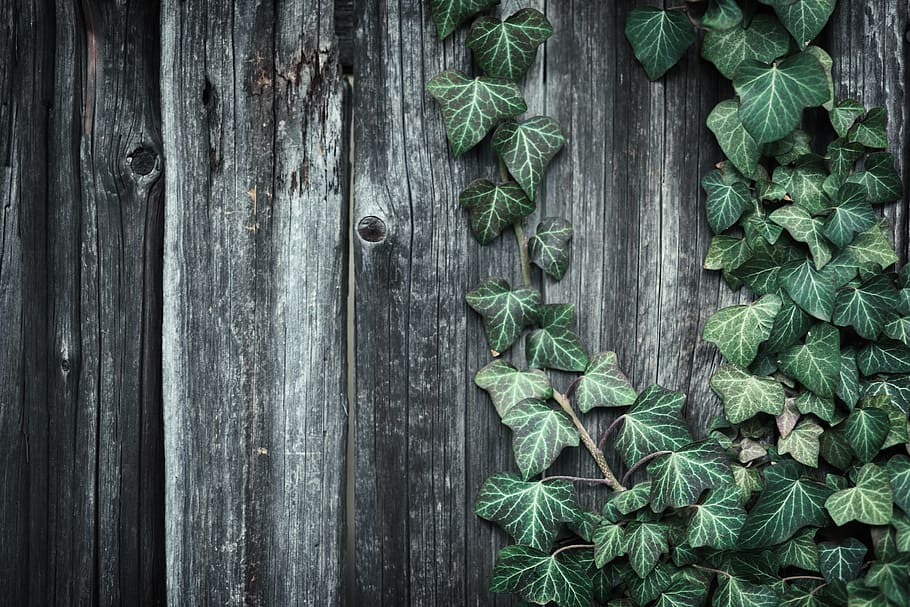 Natural Rustic Wood, flower, surface, food and drink, high angle view