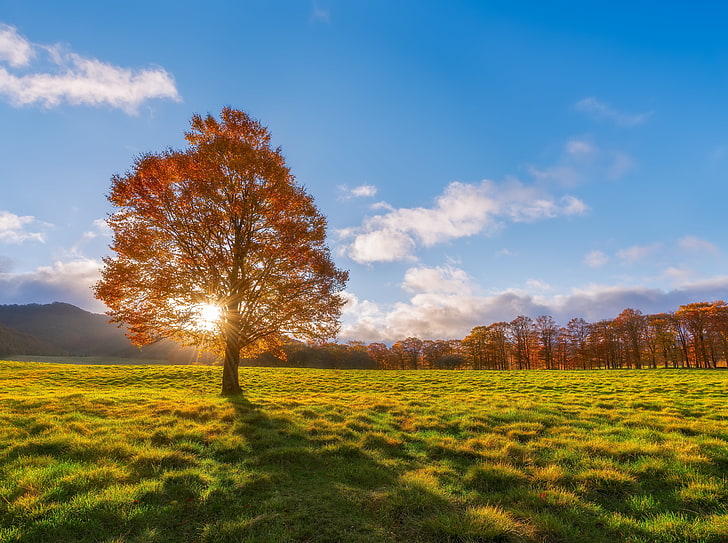 Oak Tree Landscaping, japan, beauty in nature, green color, environment Free HD Wallpaper