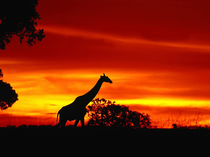 Savanna, Dusk, dusk, Journey, journey