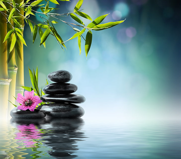 Spa Stones Flower and Water, stack, growth, beauty, waterfront Free HD Wallpaper