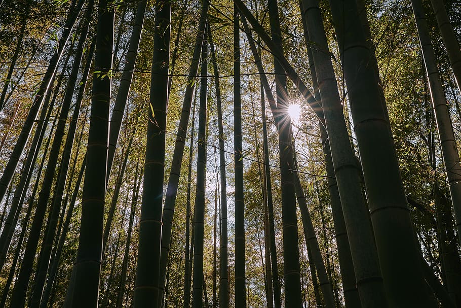 sun, no people, tree trunk, lens flare