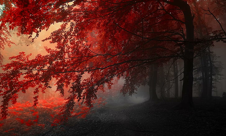 sunburst, autumn, widescreen, dawn Free HD Wallpaper