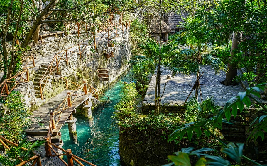 Travel Colombia, exotic, park, vacation, plant