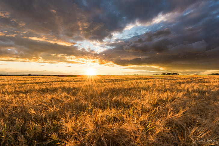 Wheatfield Landscape, rural scene, sun, cloudscape, sky Free HD Wallpaper