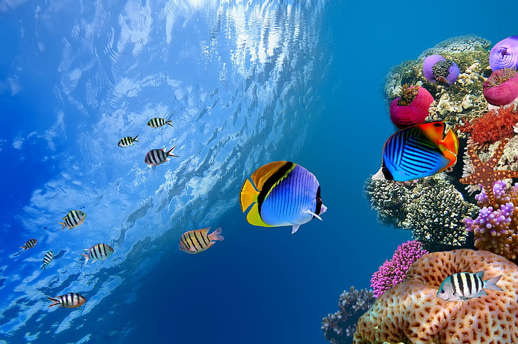 Amazing Underwater, nature, snorkeling, reef, no people Free HD Wallpaper