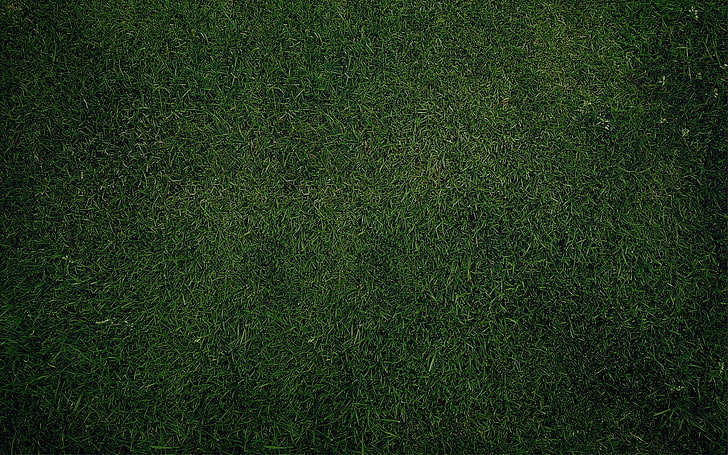 Anime Grass Texture, playing field, american football  sport, soccer, day Free HD Wallpaper