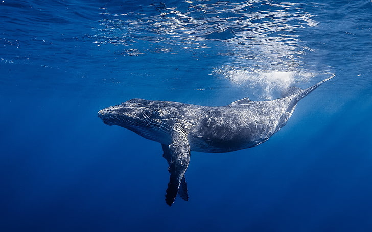 Blue Whale Feeding, aquatic mammal, animals in the wild, nature, one animal Free HD Wallpaper