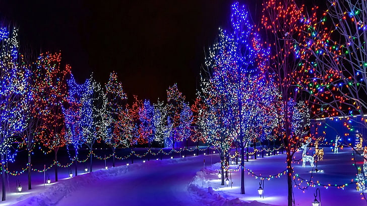 Christmas Tree Lights Snow, plant, lighting equipment, light, holiday Free HD Wallpaper