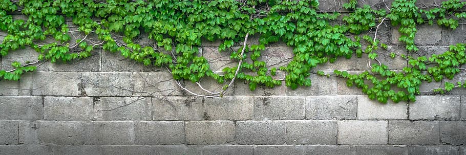 Dark Grey Walls, plant, built structure, green color, stone wall