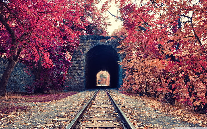 Fall, red, track, day, the way forward Free HD Wallpaper