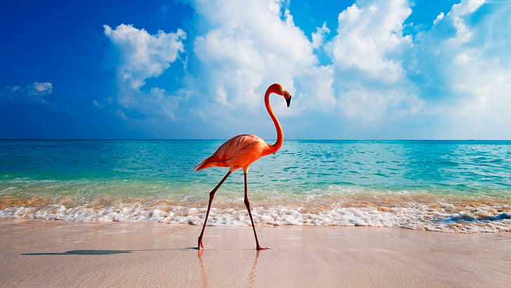 Flamingo Walking, water, flamingo, water bird, bird Free HD Wallpaper