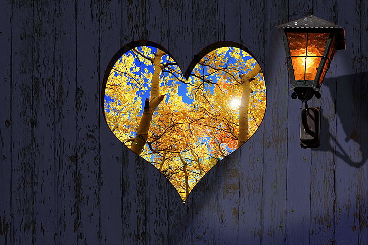 Forest in Autumn, leaf, no people, wall  building feature, fall colors