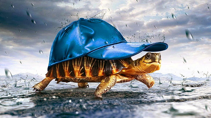 Funny Turtle Quotes, sky, sea turtle, turtle, water Free HD Wallpaper