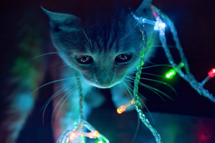 Kitten Christmas Lights, one animal, domestic cat, animal head, closeup Free HD Wallpaper