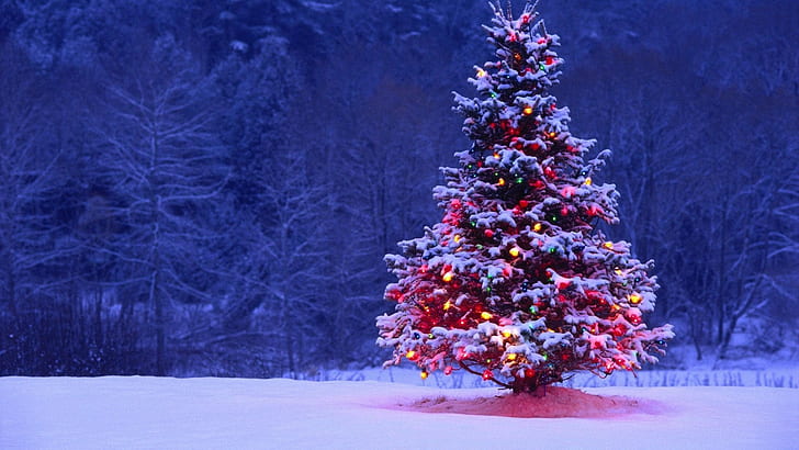 Outdoor Christmas Tree, christmas lights, christmas, Christmas, holiday Free HD Wallpaper
