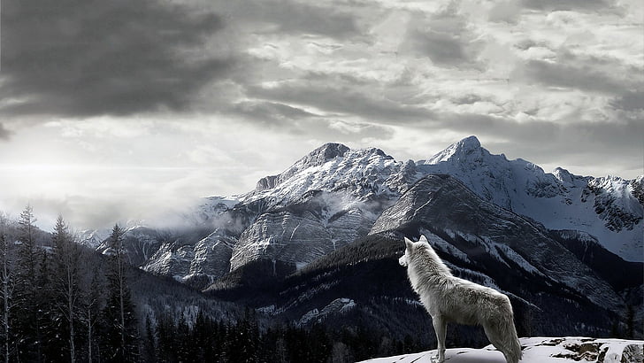 Real Wolf, crystal, weather, holiday, sea Free HD Wallpaper