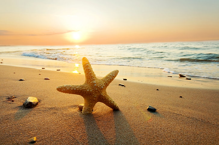 Seashells and Starfish On Beach, animal themes, sun, starfish, color image Free HD Wallpaper