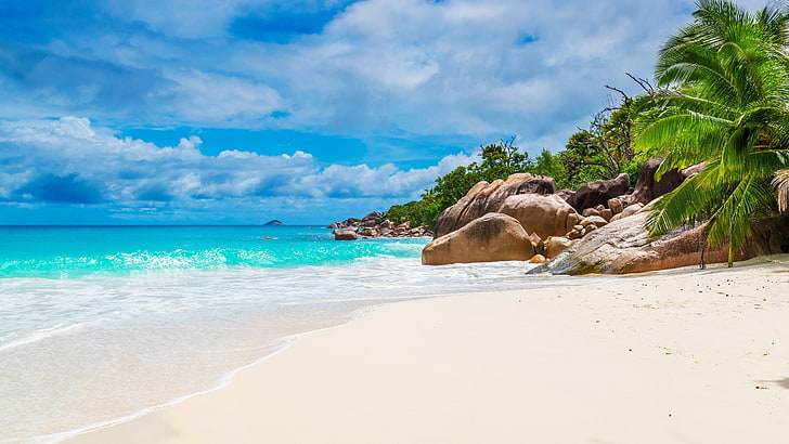 Tropical Beaches and Palm Trees Ocean, sandy beach, summertime, exotic, beach Free HD Wallpaper