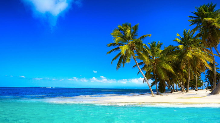 Tropical Palm Trees, sea, travel destinations, plant, tropical tree Free HD Wallpaper