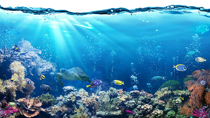 Underwater Coral, coral, coral reef fish, reef, 8k uhd Free HD Wallpaper
